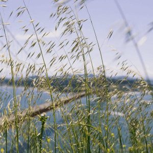 Grass Seed in a Dog's Paw – Removal & Symptoms of Foxtails - Epic Pet