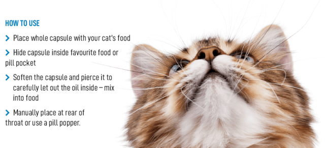 How to Use Antiol Rapid for Cats